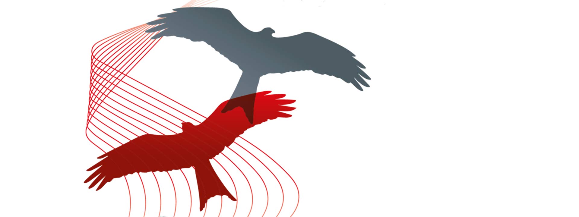 ein roter und ein grauer Vogelschatten